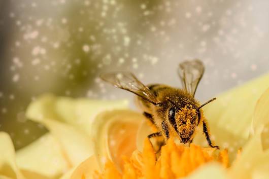 Exposition abeilles